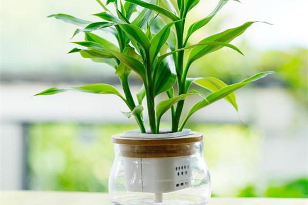 綠化工程認(rèn)為適合室內(nèi)養(yǎng)護(hù)的觀賞竹